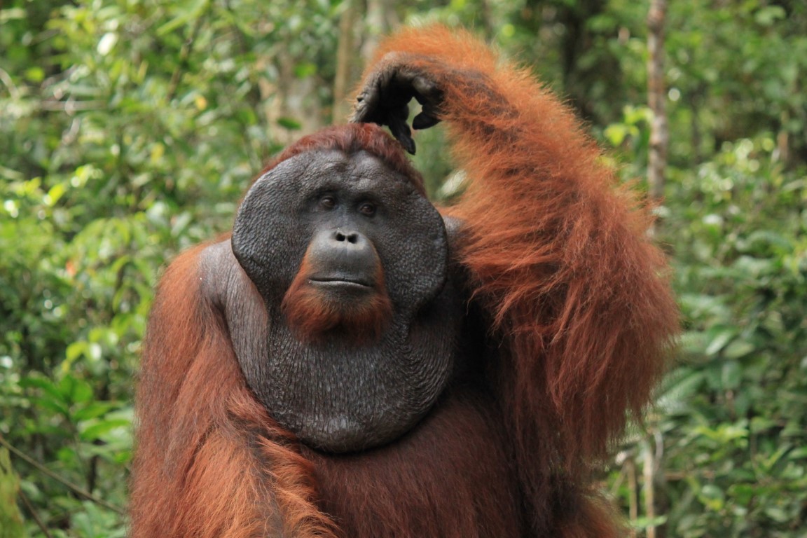 Why do male orangutans have huge throat sacks? - Orangutan Foundation  International Australia