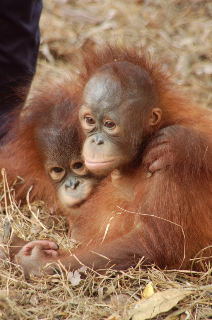  Orangutan babies  2 Orangutan  Foundation International 