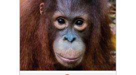 OFI Australia 2021 Calendar