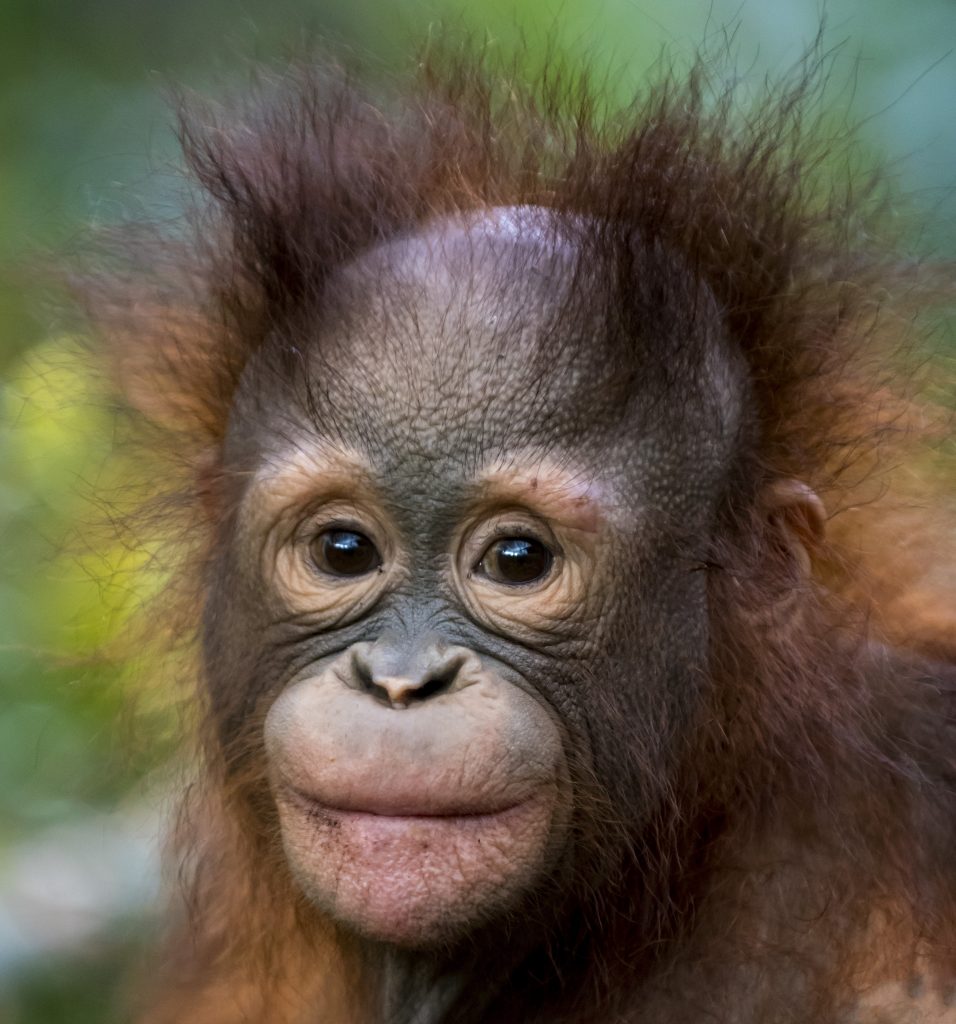 August 2022 Holland Orangutan  Foundation International 