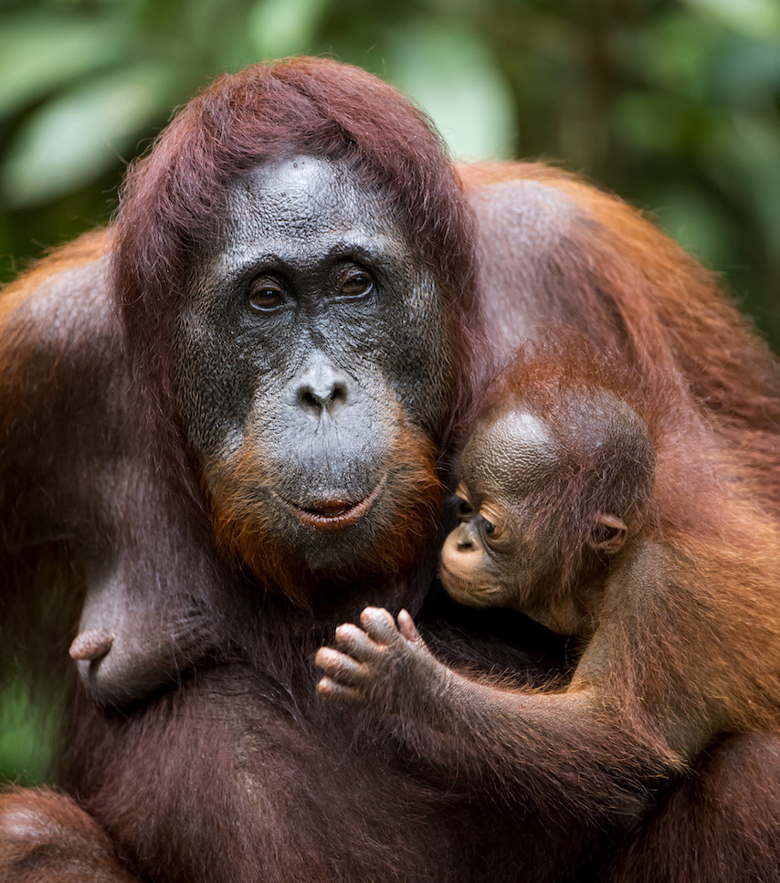 The Orangutan  Legacy Forest Orangutan  Foundation 