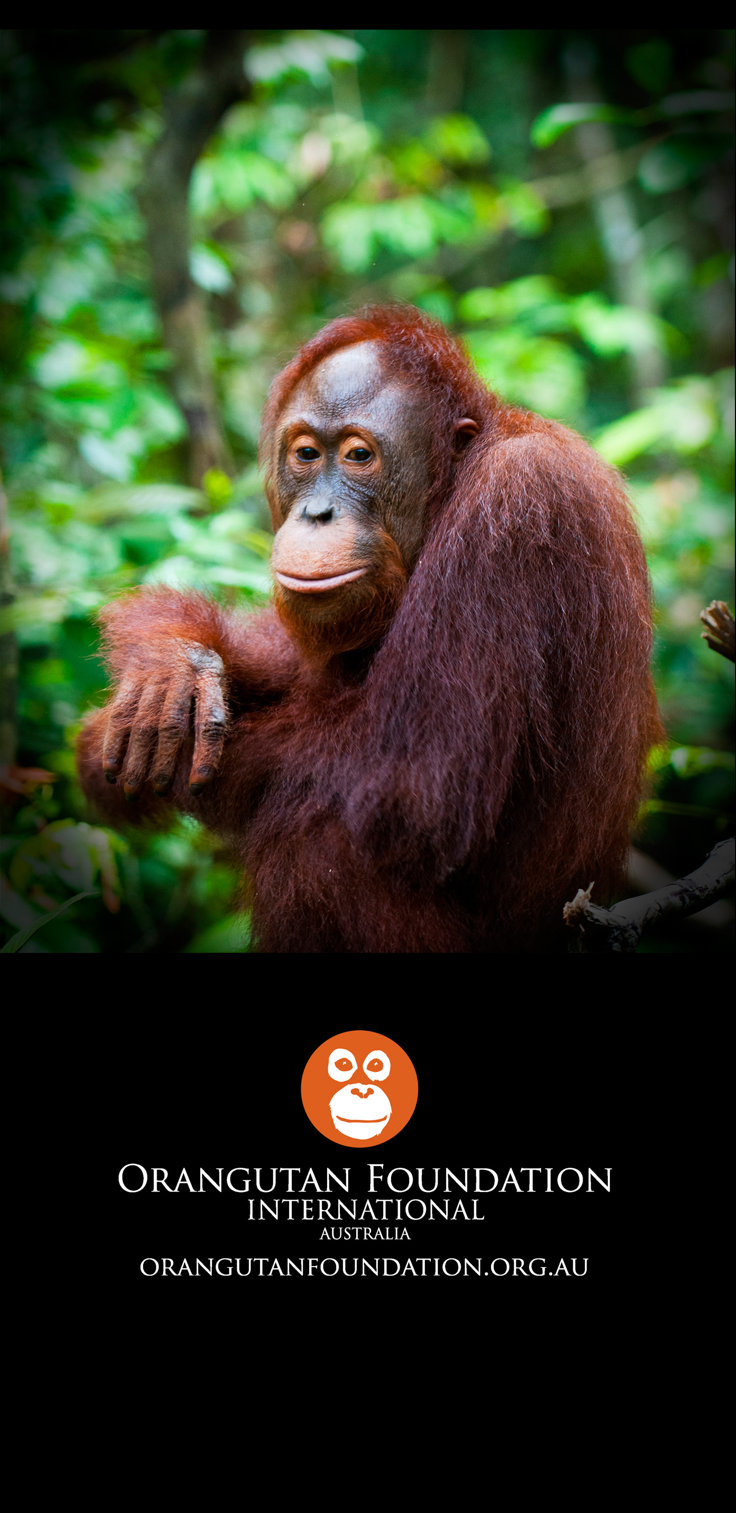 Baby Orangutan Wallpaper  HD Wallpapers of Baby OrangutansAmazoncomAppstore  for Android