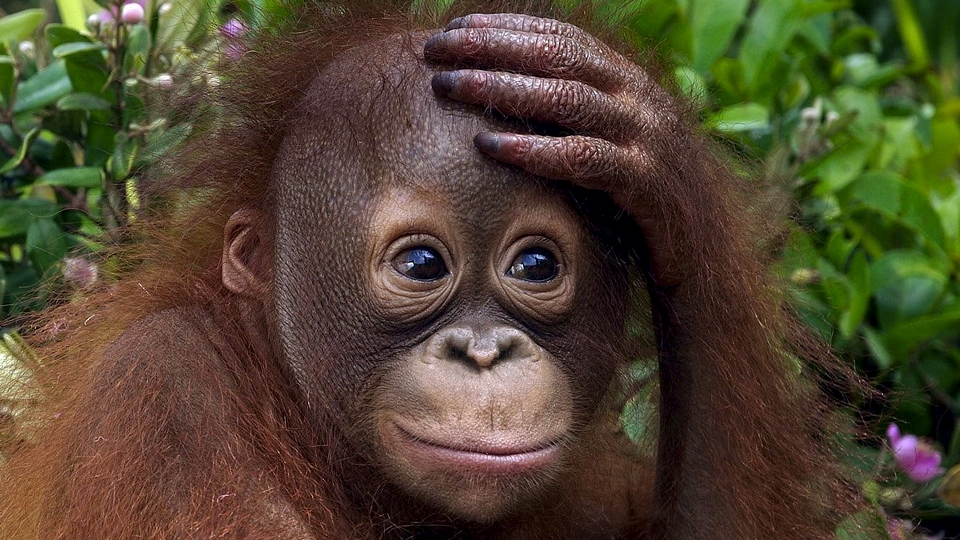 Orangutan Facts - Orangutan Foundation International Australia
