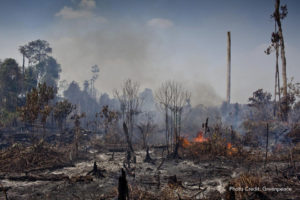 Indonesian Rainforest Fires