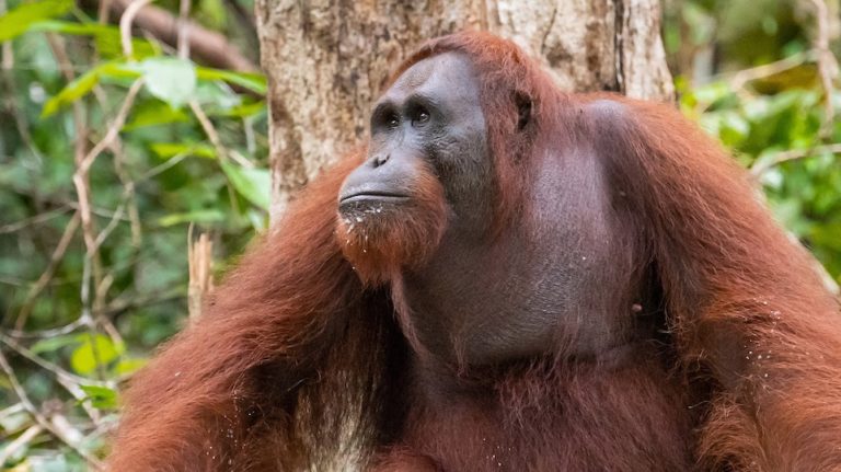 Orangutan Behaviour - Orangutan Foundation International Australia