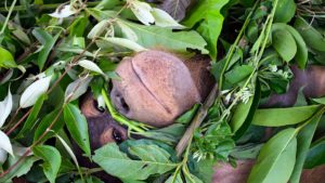 Orangutan Behaviour - nest building