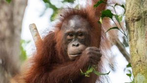 Where do orangutans live?