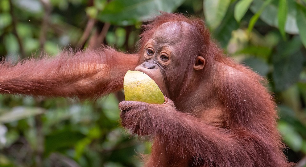 Orangutan Facts Orangutan Foundation International Australia