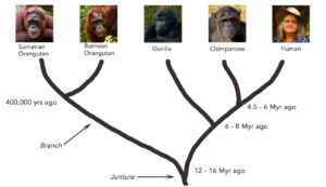 Great Ape Evolution