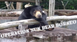 Operation Sun Bear Featured Image