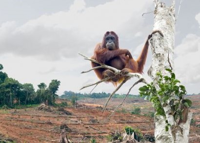 Palm Oil - Orangutan Foundation International Australia