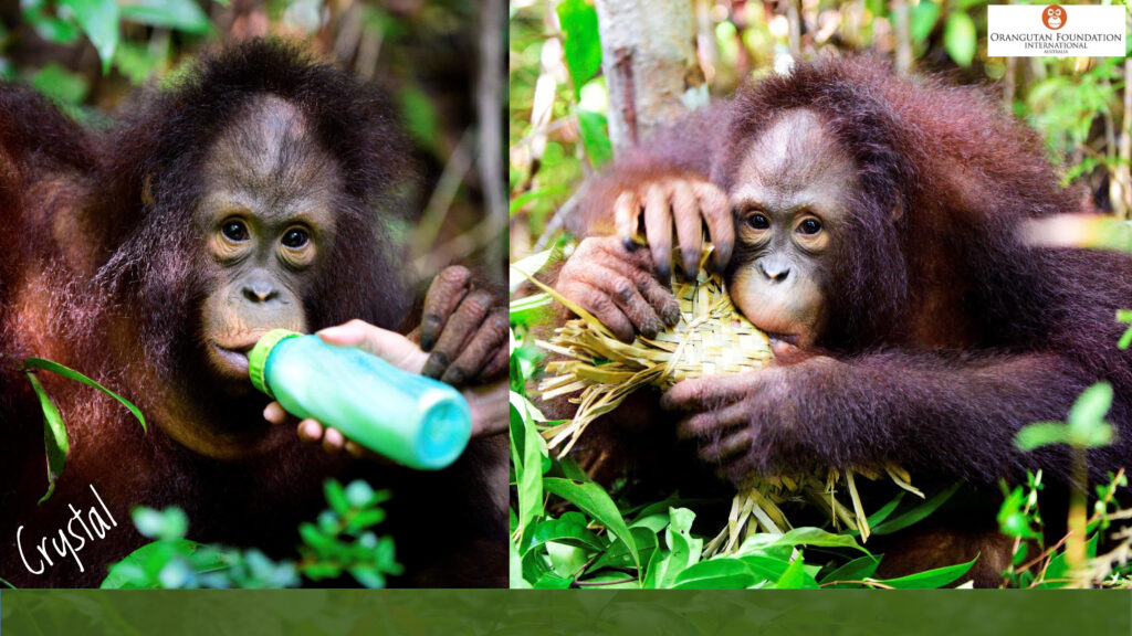 50 Years in the Field – Orangutan Foundation International